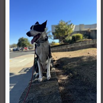 Devotion To Dogs - Pet Training Near Me - El Cajon, California