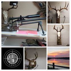 Groves Firearms - Some Taxidermy work