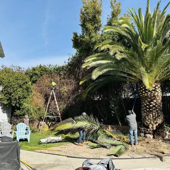 Redwood Arbor Care - Men at work - Tree Services Near Me Redwood Arbor Care - Men at work - Tree Services Near Me