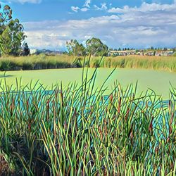 Duck Pond Park - Duck Pond Park