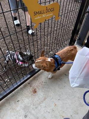 MUTTS Canine Cantina® - Austin by null