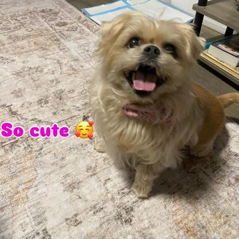 Pawsplus Daycare - Pet Groomers Near Me - Toronto, Ontario Pawsplus Daycare - Pet Groomers Near Me - Toronto, Ontario