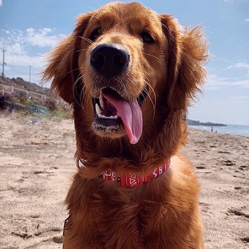 Happy Dogs Grooming - This was Charlie's hair before their horrible job !!!!! They shave it all !!! Who's shave a golden retriever ?? - Pet Groomers Near Me - Canoga Park, California