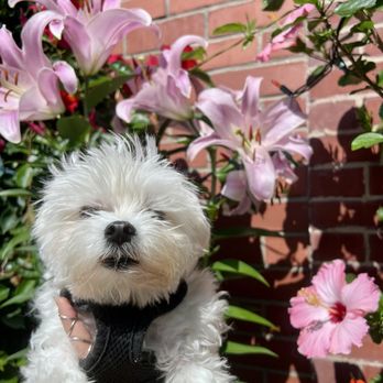 Carleton Court Dog Park - #DrSmallz ... 5 lbs of fluff and attitude! - Dog Parks Near Me - Boston, Massachusetts Carleton Court Dog Park - #DrSmallz ... 5 lbs of fluff and attitude! - Dog Parks Near Me - Boston, Massachusetts