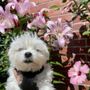 Photo of Carleton Court Dog Park