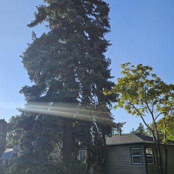 Case Tree Care - Tree Services Near Me - Loveland, Colorado Case Tree Care - Tree Services Near Me - Loveland, Colorado