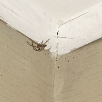 Eagle Mountain House - Spiders everywhere - Hotels Near Me - Jackson, New Hampshire