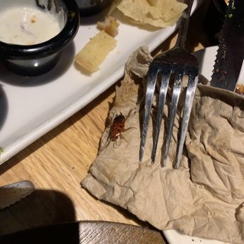 Applebee's Grill + Bar - Our food looked great. Our Service was great. It wasn't until we seen something fall from the ceiling onto our table. - American Near Me - Gilroy, California Applebee's Grill + Bar - Our food looked great. Our Service was great. It wasn't until we seen something fall from the ceiling onto our table. - American Near Me - Gilroy, California