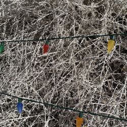 Tumbleweed Christmas Tree - Close up of the Tumbleweed Christmas Tree