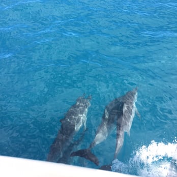 Capt Andy's - Spinner dolphins right off the bow - Boat Tours Near Me - Ele'ele, Hawaii
