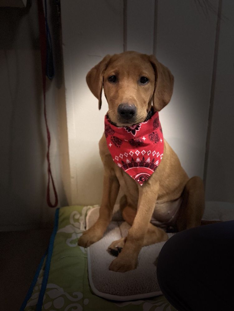 FAMILY PET CARE Updated July 2024 104 Corporate Park E Ct, Lagrange