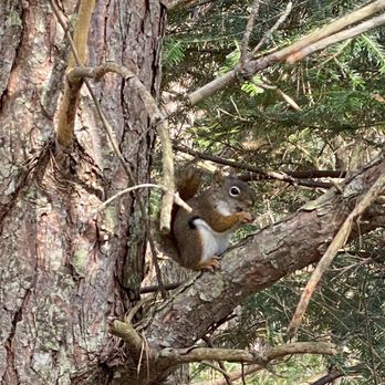 The Wild Center - Squirrel spotting - Museums Near Me - Tupper Lake, New York The Wild Center - Squirrel spotting - Museums Near Me - Tupper Lake, New York