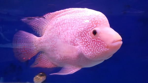 King Aquarium 159 Photos 209 Reviews Pet Stores 1221 Story Rd East San Jose San Jose Ca Phone Number Yelp