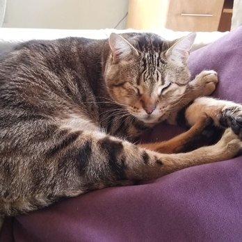 While They Happily Wait Pet Care - Tiger, snoozing. - Pet Sitting Near Me