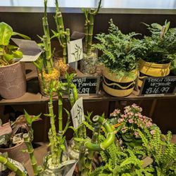 Fortinos - Bamboo plants