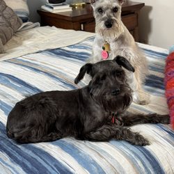 Bowser Bubbles Pet Salon - Ruby & Susie