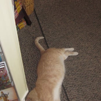 Spiral Circle Bookstore & More - The kitty is friendly. . . really! - Bookstores Near Me - Orlando, Florida