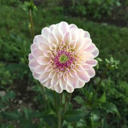 Frey's Dahlias - Last dance