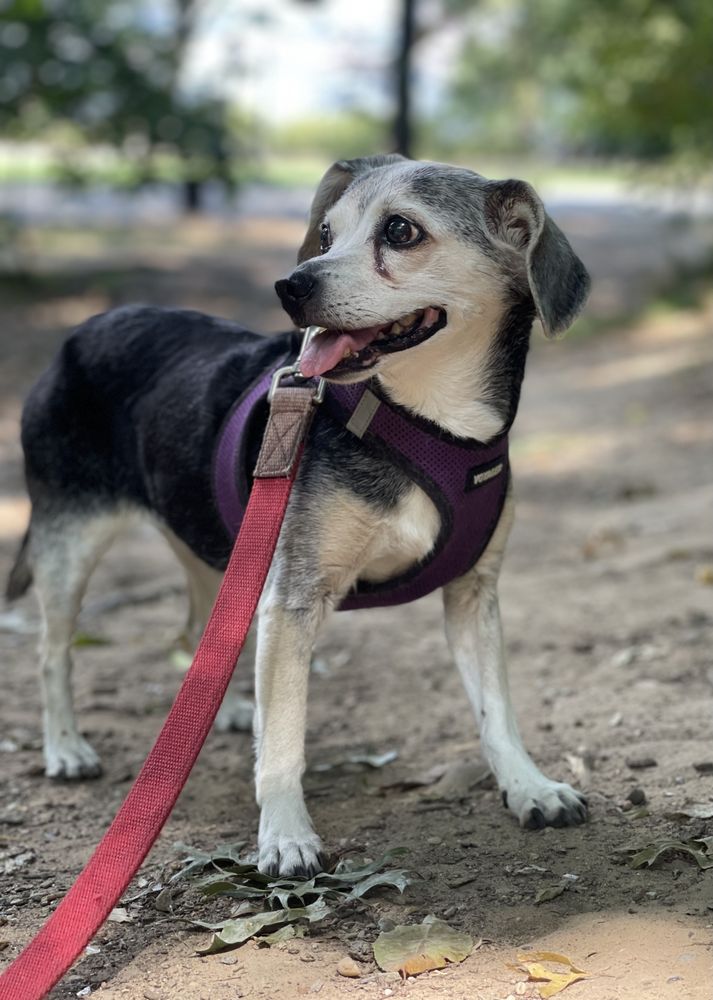 Let’s walk! - pet boarding facility in Jersey City, NJ