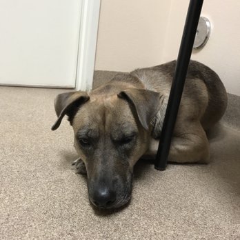 Tillema Veterinary Clinic - Veterinarians Near Me - Corona, California
