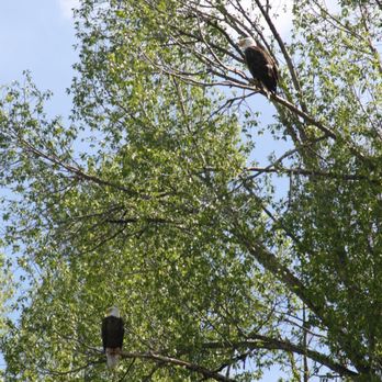 Black Dog Rafting Company - Bald eagles along the Snake River June 2022 Jackson, WY - Rafting/Kayaking Near Me Black Dog Rafting Company - Bald eagles along the Snake River June 2022 Jackson, WY - Rafting/Kayaking Near Me