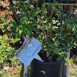 Briggs Nursery & Tree
