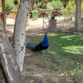 Luchia's Restaurant - Peacocks! - New American Near Me - Wikieup, Arizona Luchia's Restaurant - Peacocks! - New American Near Me - Wikieup, Arizona