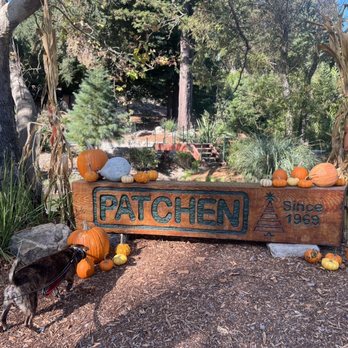 Patchen Pumpkin Patch - Pumpkin Patches Near Me - Los Gatos, California