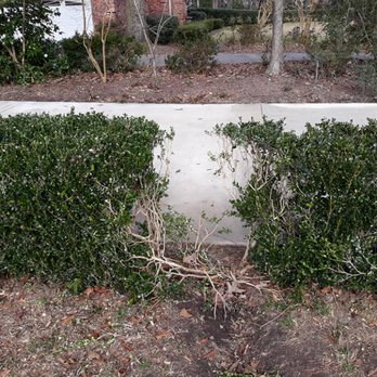 Charleston Tree Experts/SavATree - Look at the soil. You can clearly see the indention the tree trunk left when it hit the ground. - Tree Services Near Me - Johns Island, South Carolina Charleston Tree Experts/SavATree - Look at the soil. You can clearly see the indention the tree trunk left when it hit the ground. - Tree Services Near Me - Johns Island, South Carolina
