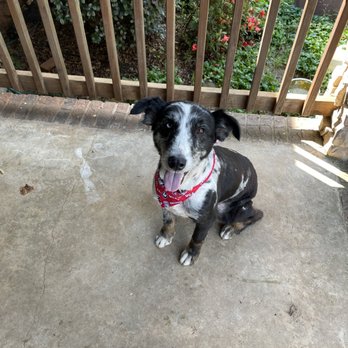 Alpha Paw Mobile Spa - Phoenix (Australian Shepard) - Pet Groomers Near Me