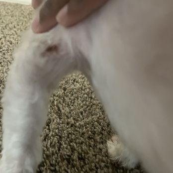 PetSmart - Pet Training Near Me - Dallas, Texas