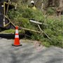 Photo of 1-2-Tree