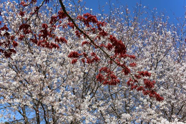 Birmingham Botanical Gardens by null