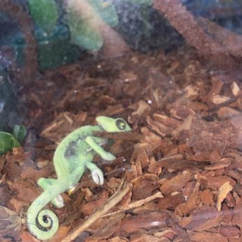 Petco - Dead Chamaeleon with cricket eating it - Pet Stores Near Me - Citrus Heights, California
