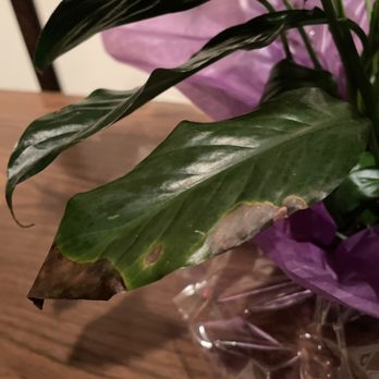 Avas Flowers - Florists Near Me