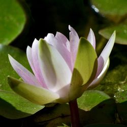 Mindful Meditation Silicon Valley - Flourish and Grow with Mindfulness!