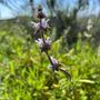 Photo of Mission Trails Regional Park - West Sycamore