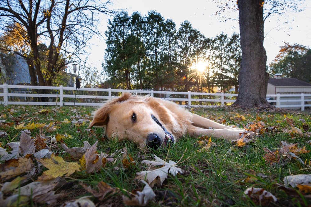 Mainstreet Fence - veterans service organization in Hatboro, PA