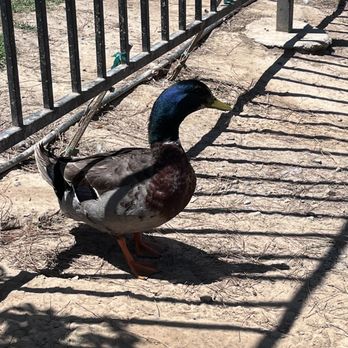 The Fruit Yard - You can find ducks and roosters right behind the building!! - Fruits & Veggies Near Me - Modesto, California The Fruit Yard - You can find ducks and roosters right behind the building!! - Fruits & Veggies Near Me - Modesto, California