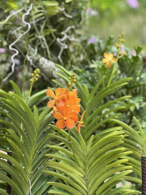 Singapore Botanic Gardens by null