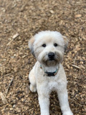 CANINE COMFORT CORNER - Updated January 2025 - 85 Photos & 18 Reviews