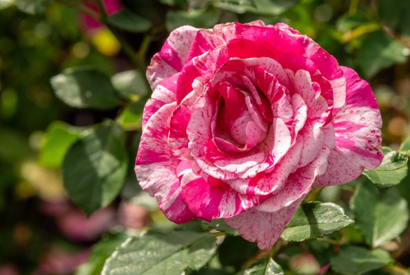 The Butchart Gardens by null