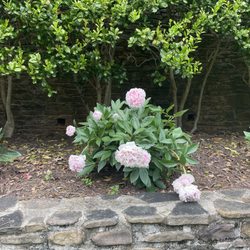 Milmont Greenhouses - Peony shrub