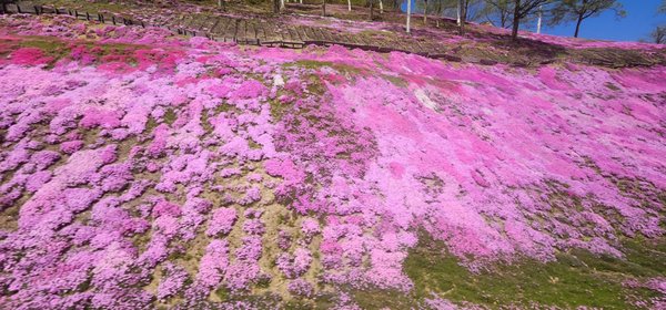 Higashimokoto Shibazakura Park by null