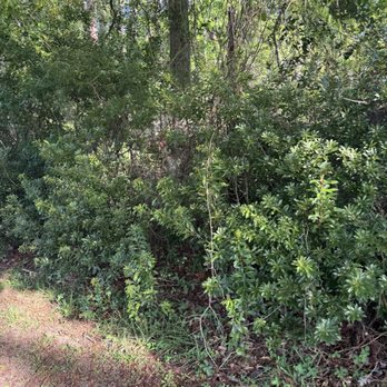 Treaty Park - Nature-while walking around - A natural outdoor scene featuring dense green bushes and trees beside a dirt path, with sunlight filtering through the foliage. - Parks Near Me - St. Augustine, Florida