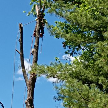 Emelin Tree Service - Tree Services Near Me - Paterson, New Jersey