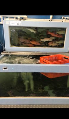 D&K Live Seafood by null