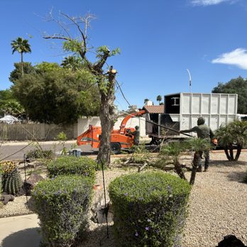 Happy Tree Guys - Removing my tree. - Tree Services Near Me - Scottsdale, Arizona