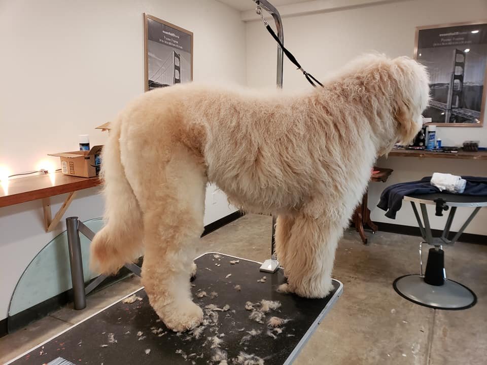 L.C.S. Grooming Image