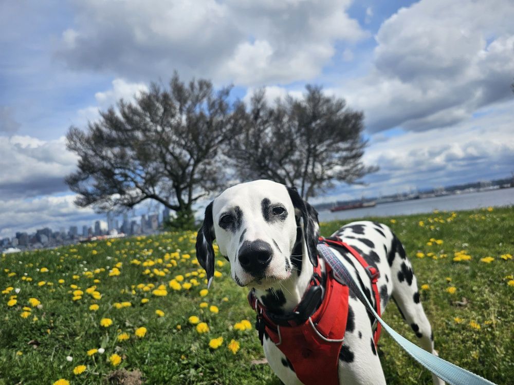 Club Dogfish - pet boarding facility in Seattle, WA